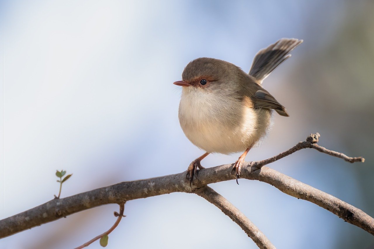 Why Animals' Consciousness Differs from Humans?